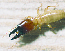Soldat termite