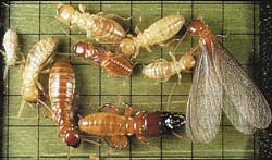 termites