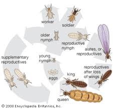 Life cycle of termite